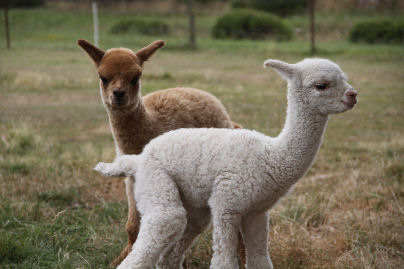 white and fawn resized